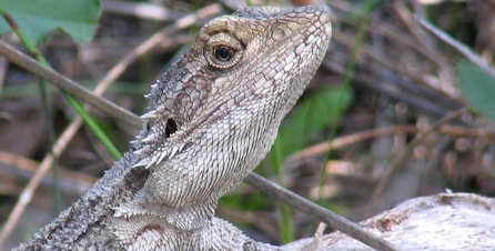 Bearded Dragon