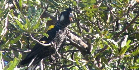 Cockatoo