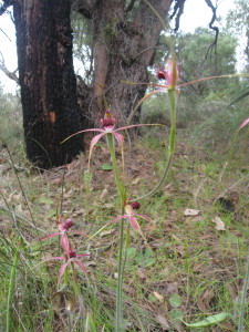 Spider orchids at Wireless Hill