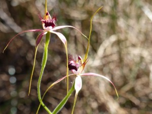 Carousel Spider Orchid 
